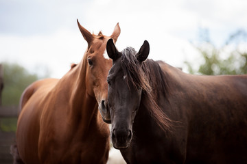 Obraz premium Beautiful horses look right into the soul