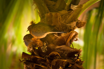 Wakacje w Egipcie. Ptak na palmie