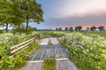 Cattle grid decorated with Cow Parsley flower