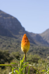 flower and mountain 