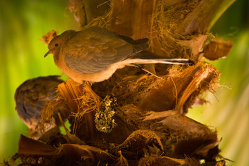 Wakacje w Egipcie. Ptak na palmie