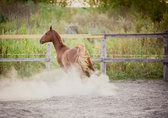 Red horse beautifully running on the loose