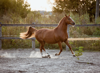 Obraz premium Red horse beautifully running on the loose