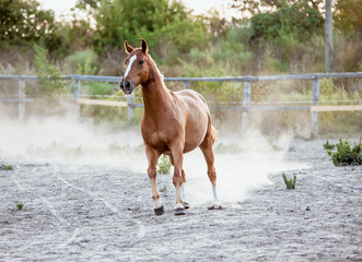 Obraz premium Red horse beautifully running on the loose