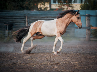 Obraz na płótnie Canvas Peggy horse beautifully runs on freedom at sunset