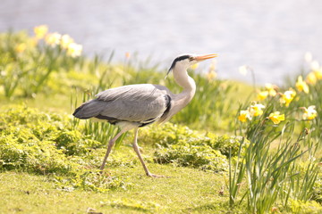 heron