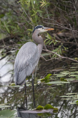 Great blue heron