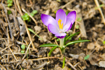 Purple crocus on spring
