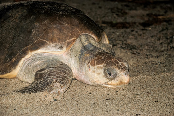 Golfina turtle in Mexico spawning