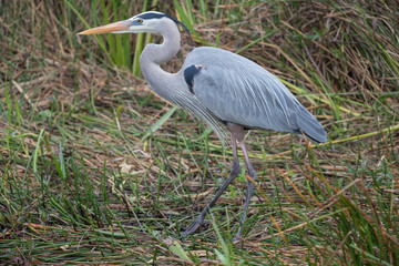 Great blue heron