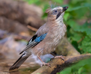 Eurasian Jay sitting near a water pond portrait in very high definition 