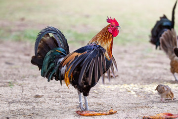 Verwilderter Hahn auf Kauai, Hawaii, USA.