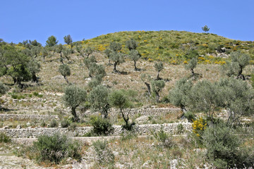 Fototapeta na wymiar Landscape with olive trees at Arta, Mallorca, Balearic Islands, Spain, Europe