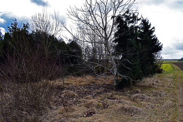 Herbst - gemischt - Wald mit Tannen