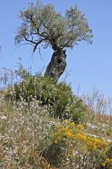 Landscape with olive trees at Arta, Mallorca, Balearic Islands, Spain, Europe