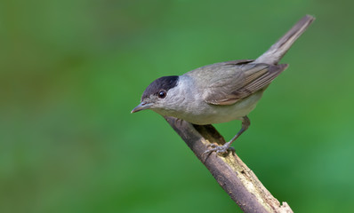 Male Eurasian Blackcap looking curious and posing on a stick 