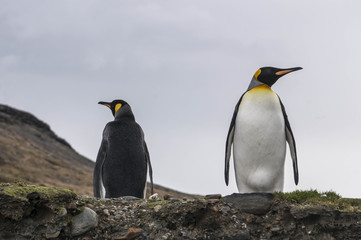 Fototapeta premium King penguins in South Georgia
