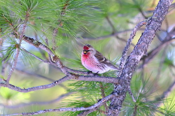 Carduelis flammea. Male birds in Siberia