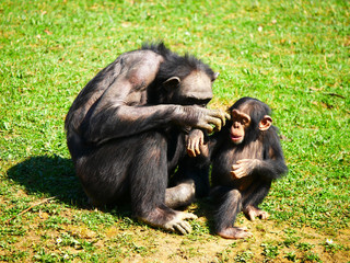 cimpanzee
