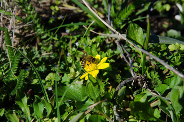 flowers in a forest glade