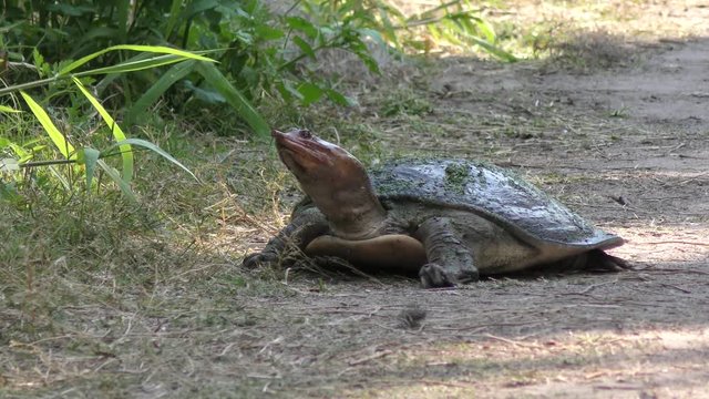 Florida Softshell Turtle going to lay eggs