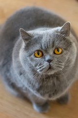 The British Shorthair cat with blue gray fur