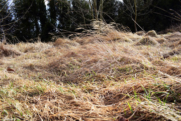 trockene Gräser vor Wald