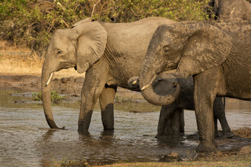 Fototapeta na wymiar Elephants at water hole in South Africa