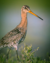 Majestic Black-tailed Godwit wader bird looking in the camera in vintage colors