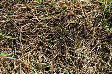 vertrocknetes Gras
