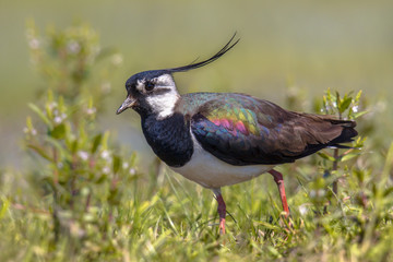 Northern lapwing walking majestically in grassland habitat