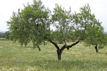 Tree on a field, Mallorca, Balearic Islands, Spain, Europe