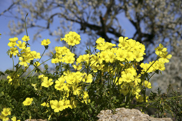 Blooming flowers in the spring on Majorca, Balearic Islands, Spain, Europe