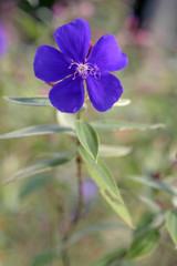 Grory bush, Tibouchina, on the green of the forest