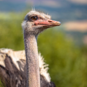 Potrait of an African Male Ostrich