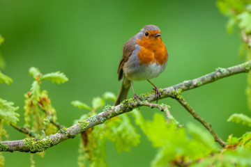 Red Robin perched on a flowering oak branch