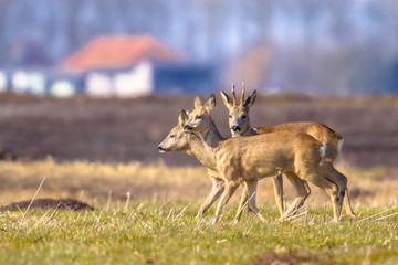 Roe deer in urban setting © creativenature.nl