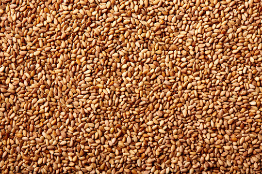 Sesame seeds texture macro detail