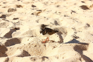 Strandläufer