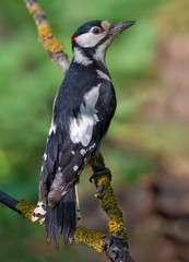 Male Great Spotted Woodpecker perched on a small lichen branch in very high definition 
