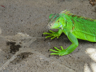 what are you looking at! Vivid green iguana looking at the camera with claws splayed