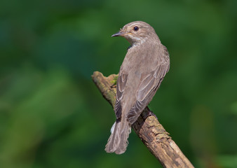 Spotted Flycatcher perched on old branch back view 