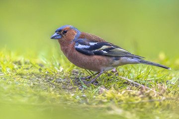 Wild Common Chaffinch on lawn