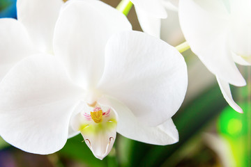 Naklejka na ściany i meble Phalaenopsis. White orchid close up. Beautiful flower