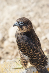 Small eagle