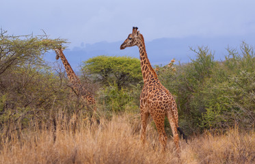 Giraffes walking in Kenya