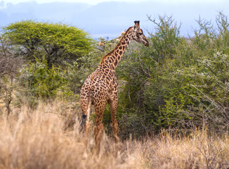 Giraffes walking in Kenya