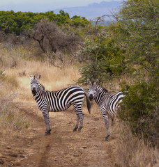 Fototapeta na wymiar Zebra walking in Kenya