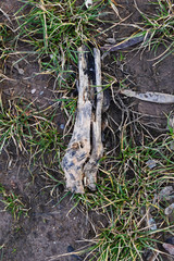 morsches Holz auf Boden