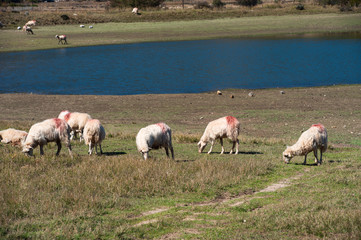 Obraz premium Schafe